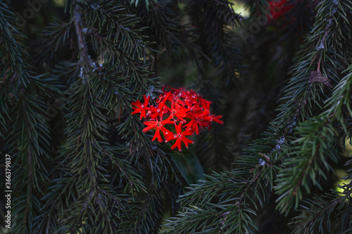 In the dark green branches of the spruce  you can see bright red flowers