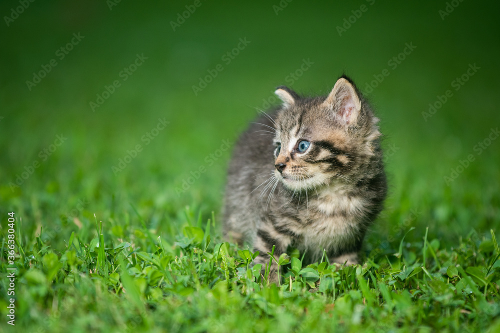 Cute tabby kitten in the grass