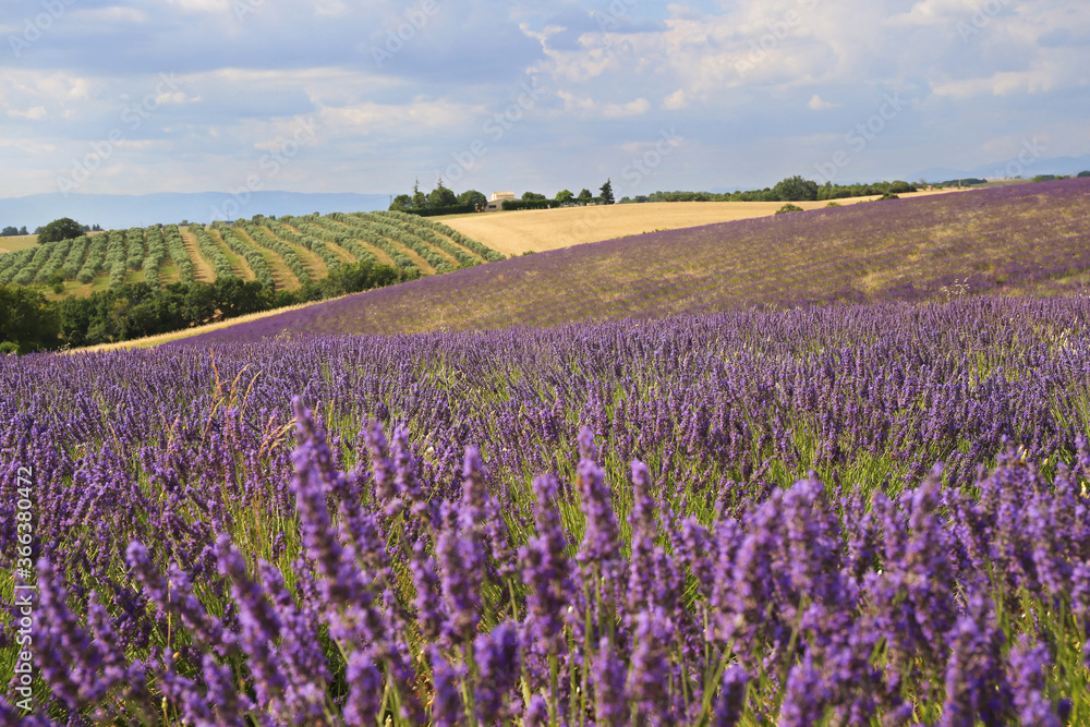 Naklejka premium France, Provence: lavender fields and olive trees