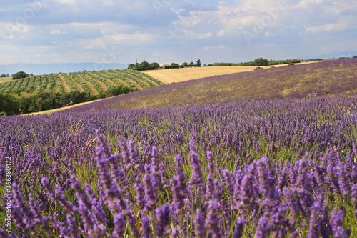 France, Provence: lavender fields and olive trees