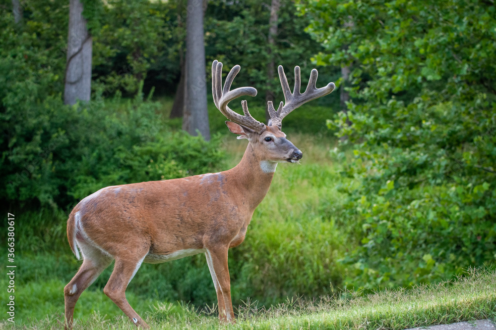Large white-tailed deer buck in a meadow Large white-tailed deer buck in a meadow