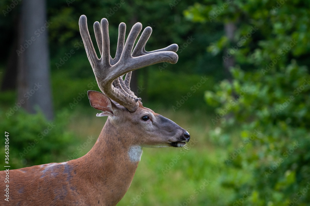 Large white-tailed deer buck in a meadow Large white-tailed deer buck in a meadow