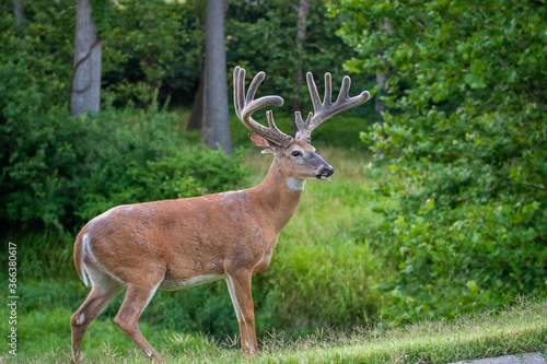 Fototapeta Naklejka Na Ścianę i Meble -  Large white-tailed deer buck in a meadow