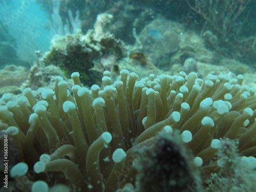 Euphyllia coral, Tropical coral from Indonesian coral triangle