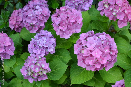 hortensias roses et mauves dans un jardin en France, juin 2020