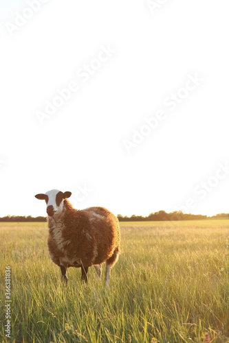  Brown and white sheep in a field at sunset