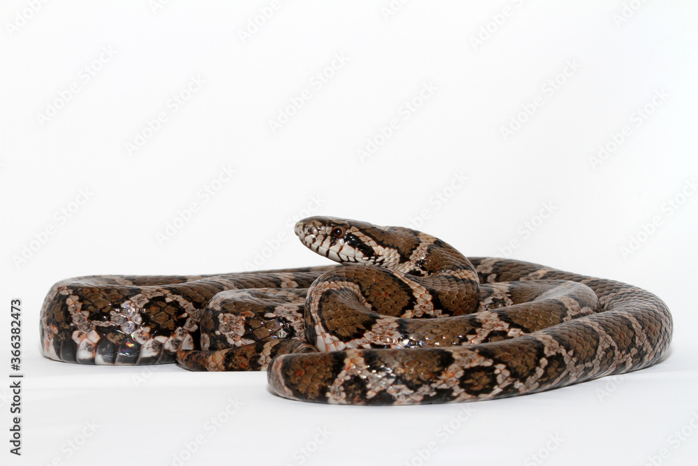 Coiled eastern milk snake (Lampropeltis triangulum) on a white background. Coiled eastern milk snake (Lampropeltis triangulum) on a white background.