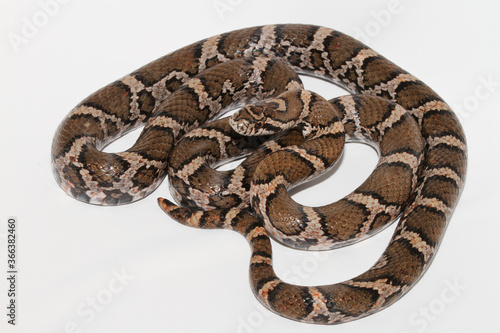 Looking down on a coiled eastern milksnake (Lampropeltis triangulum) on a white background. 