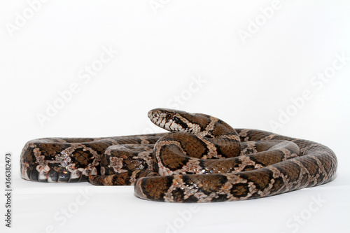Coiled eastern milk snake (Lampropeltis triangulum) on a white background. 