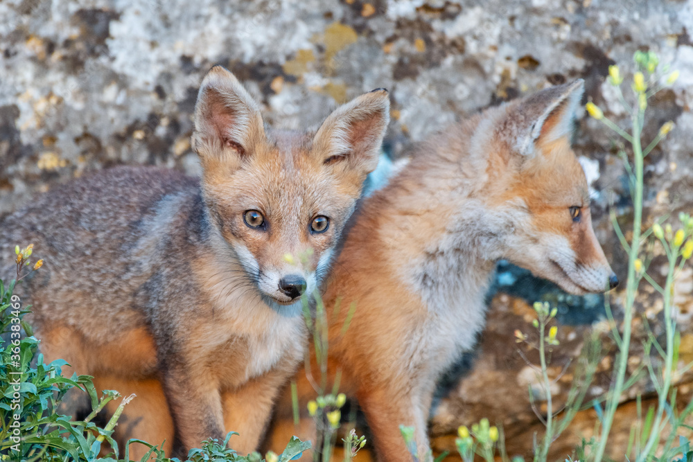 Two young foxes close up. Vulpes vulpes Two young foxes close up. Vulpes vulpes