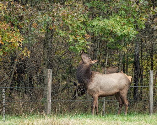Elk Cow Eating Leaves from Tree in Boxley Valley of Arkansas in Autumn photo