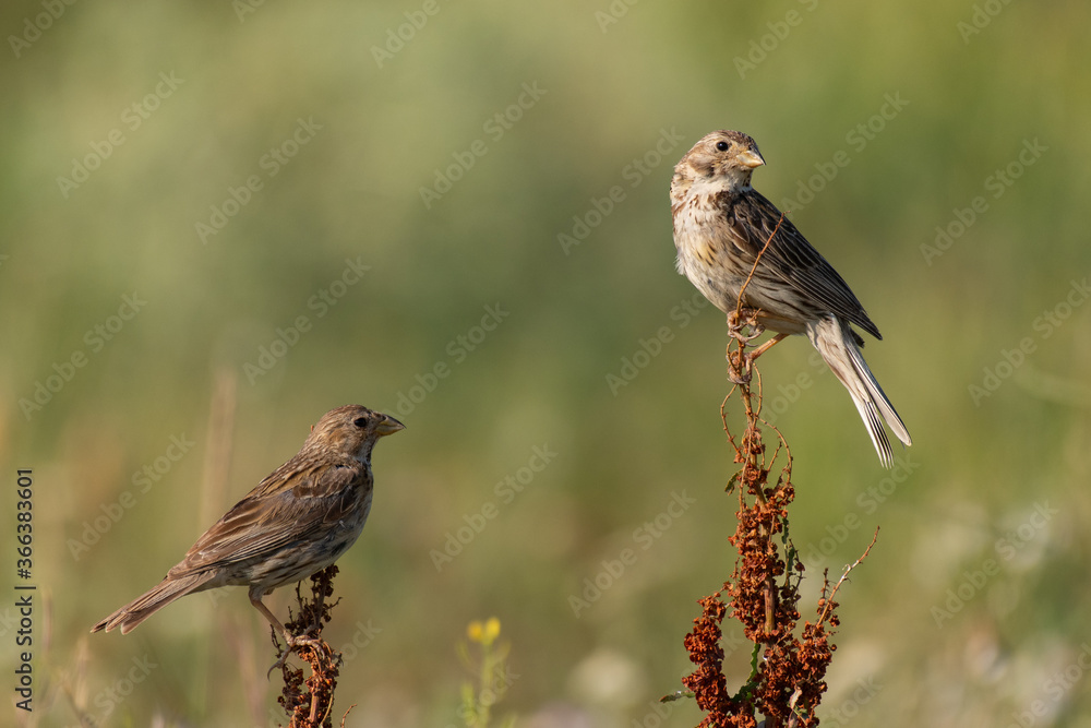 Two corn bunting Emberiza calandra, sits on a plant on a beautiful green background