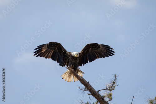 Bald Eagle Landing © jody