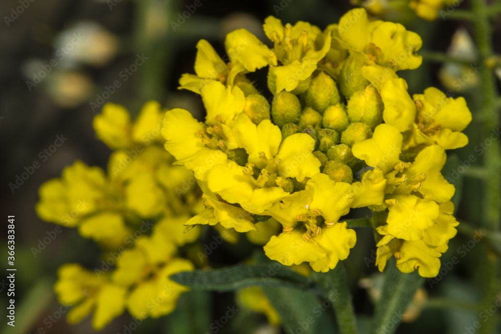 Flowers of Mountain Gold Madwort (Alyssum montanum) Flowers of Mountain Gold Madwort (Alyssum montanum)