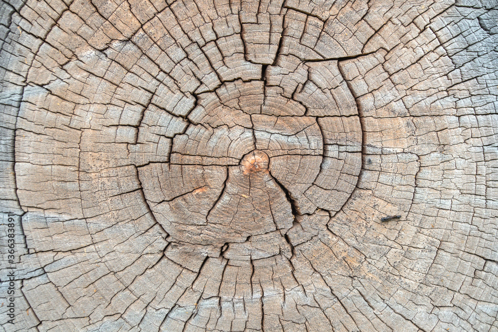 Wood cut old rough with cracks