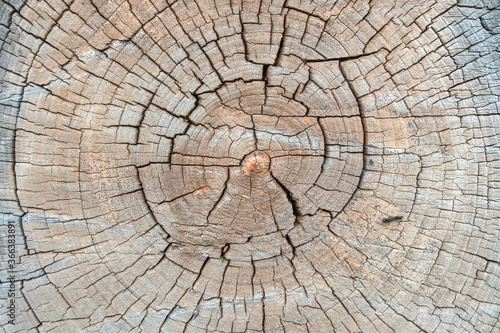 Wood cut old rough with cracks