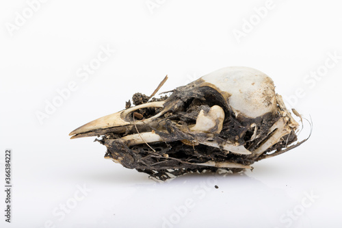 Bird skull and bones on Barn Owl (Tyto alba) pellet isolated on white background with reflection for science. 