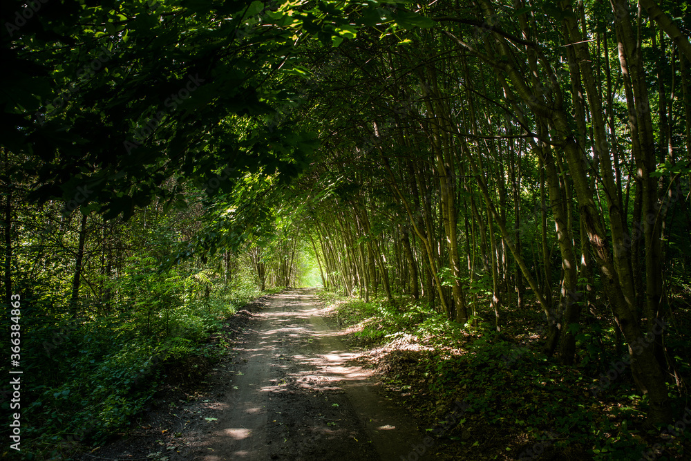 Fototapeta premium A forest tunnel made of trees.