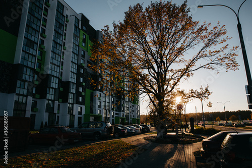 yellow autumn foliage among stylish apartment buildings in the city