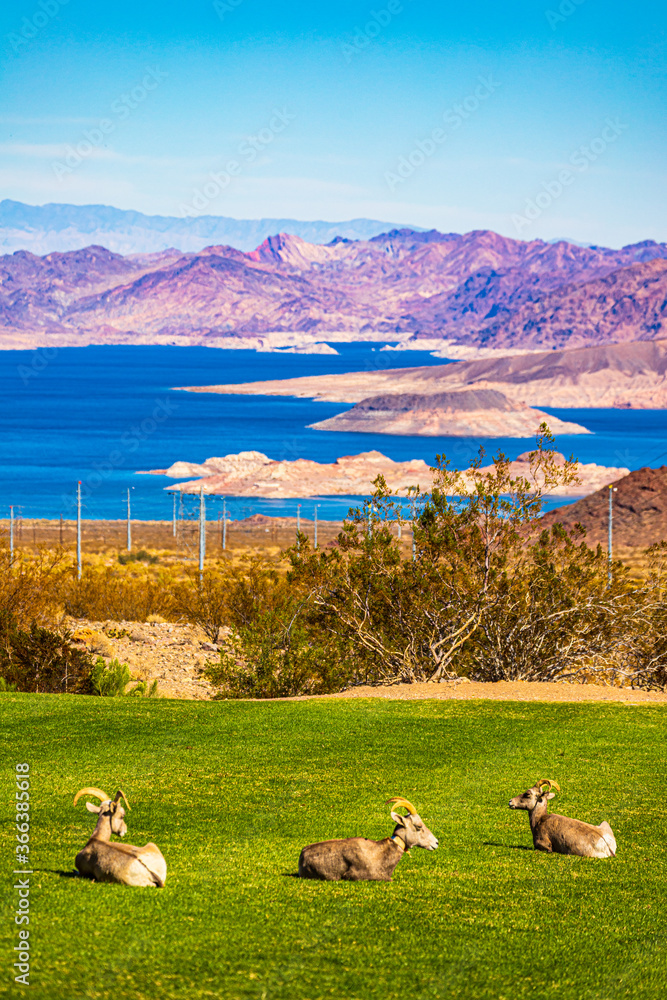 Obraz premium Longhorn sheep on the mountain