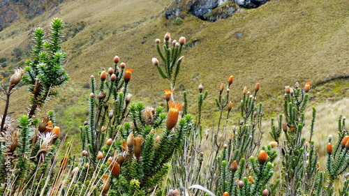 Chuquirahua (Chuquiraga jussieui) flower of Andes, is a native species of Colombia, Ecuador and Peru. Cajas National park, Ecuador photo