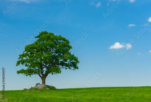 Single oak tree growing in a crop field on a sunny day. Courland, Latvia.