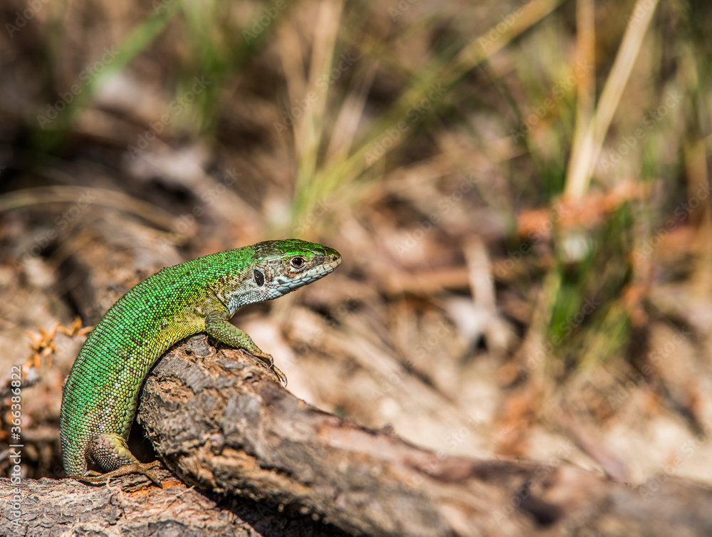 The green lizard peeps out of the mink. The green lizard peeps out of the mink.