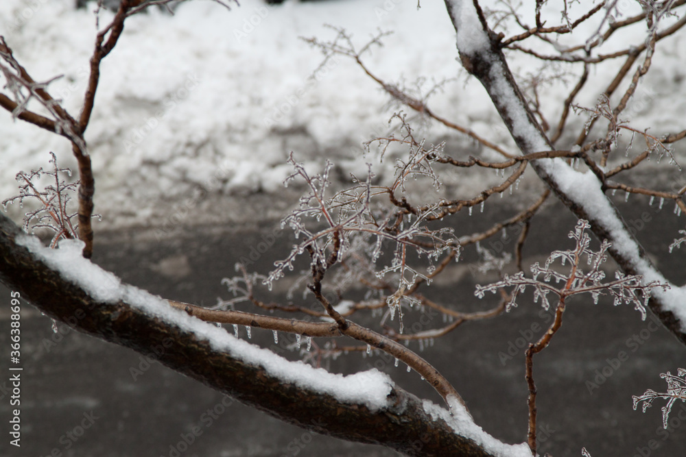 frozen tree branch with icy glazing frozen tree branch with icy glazing