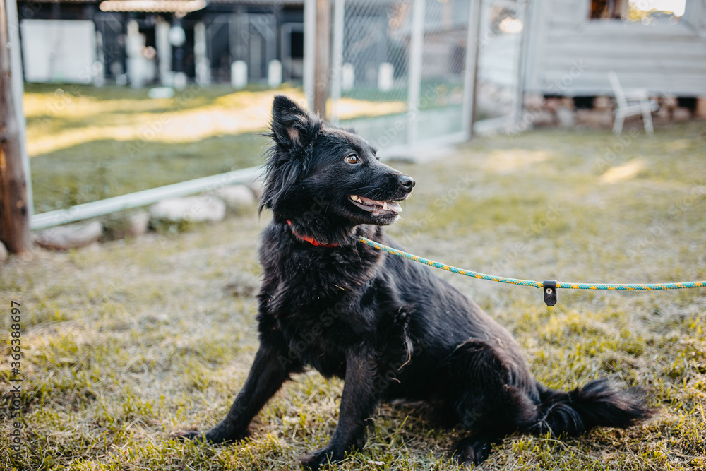 dog on a leash is training for a walk in the summer.