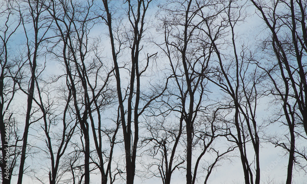 Tree forest silhouette and profile Tree forest silhouette and profile