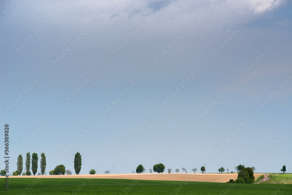 Naklejka premium Beautiful summer landscape. Field. Trees on the horizon.