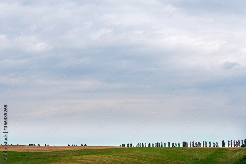 Obraz premium Beautiful summer landscape. Field. Trees on the horizon.