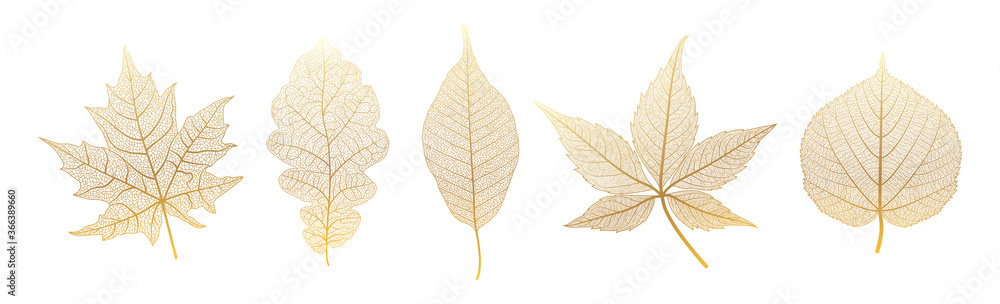 Set leaves of gold on white. Vector illustration. 