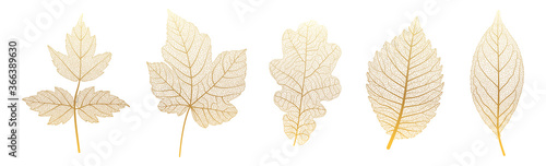 Fényképezés Set leaves of gold on white. Vector illustration.