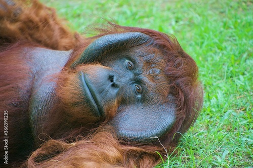 an orangutans who are very old and stare sadly photo