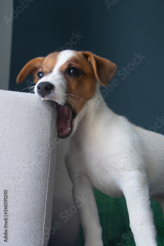 Plakat w ramie Jack russell mordiendo el sofá
