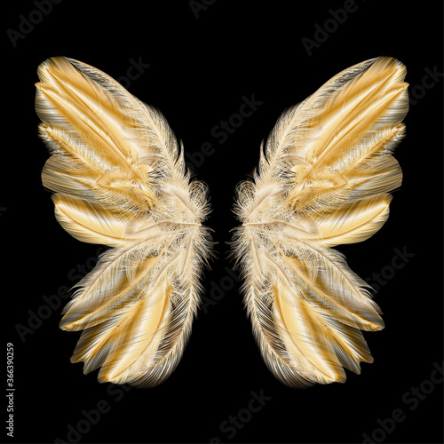 Butterfly wings with feathers. Modern  abstract art Golden Feather. Vector illustration.