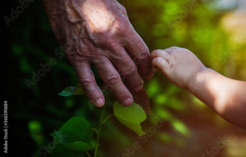 The rough hand of an adult and a child is holding a sprout of a tree. Family concept.