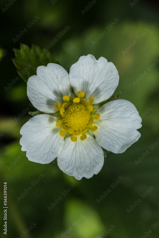 Flower of Wild Strawberry (Fragaria vesca) Flower of Wild Strawberry (Fragaria vesca)