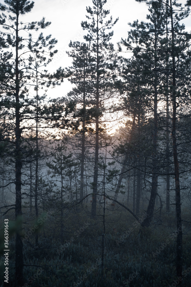 morning in the pine forest morning in the pine forest