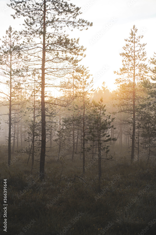 morning in the pine forest with bright sun rays morning in the pine forest with bright sun rays