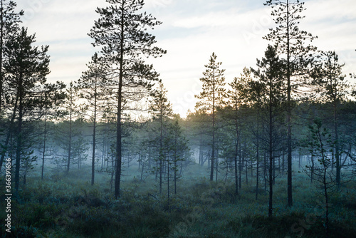 Misty dark cold morning in the forest