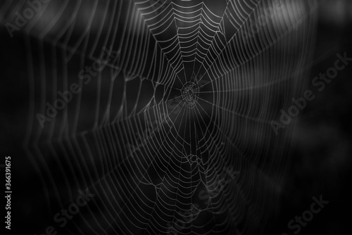 spider web on dark background