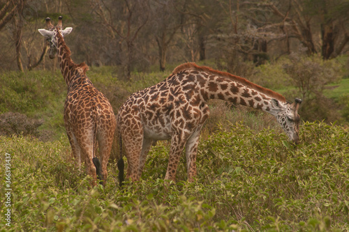 Giraffe in the grass