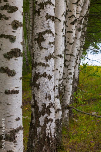 Several white birches grow in a row at the edge of the forest