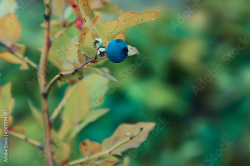 Lonely blueberry berry hanging on a branch on a blurred background