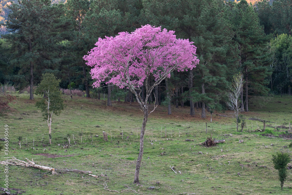 Large solitary tree with pink flowers and a straight trunk that stands out with its intense colors. Jungle tree in bloom in spring 