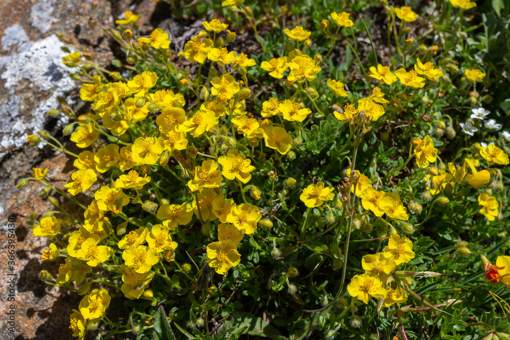 Alpine wild flower Helianthemum Alpestre (hoary rockrose). Aosta valley, Cogne, Italy. Photo taken at an altitude of 2200 meters. Alpine wild flower Helianthemum Alpestre (hoary rockrose). Aosta valley, Cogne, Italy. Photo taken at an altitude of 2200 meters.