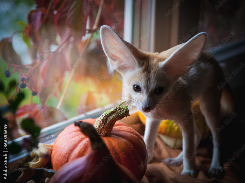 Pretty Fennec fox cub with Haloween pumpkins
