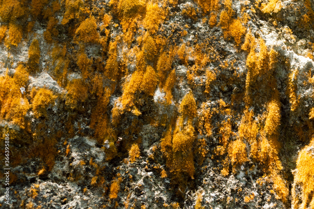 Texture on limestone with colors of various shades
Texture on limestone with colors of various shades